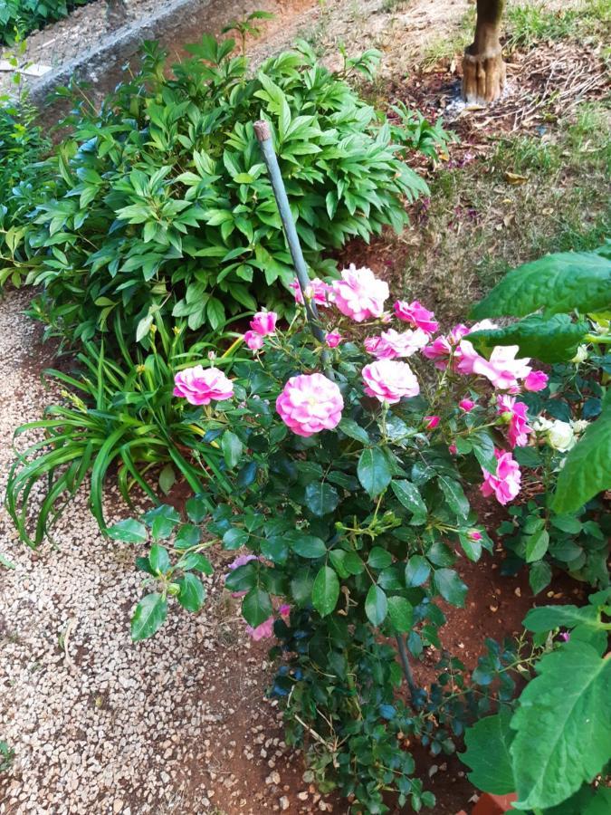 Apartment Jardin With Free Cowered Parking Zadar Bagian luar foto
