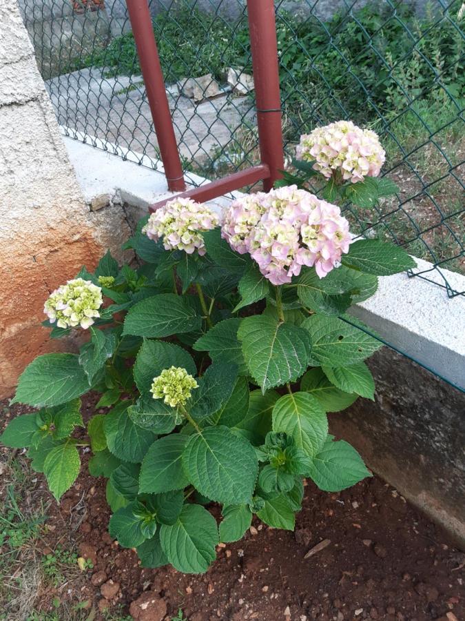 Apartment Jardin With Free Cowered Parking Zadar Bagian luar foto